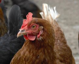 Na severu Anglie byl potvrzen případ ptačí chřipky H5N1 u drůbeže