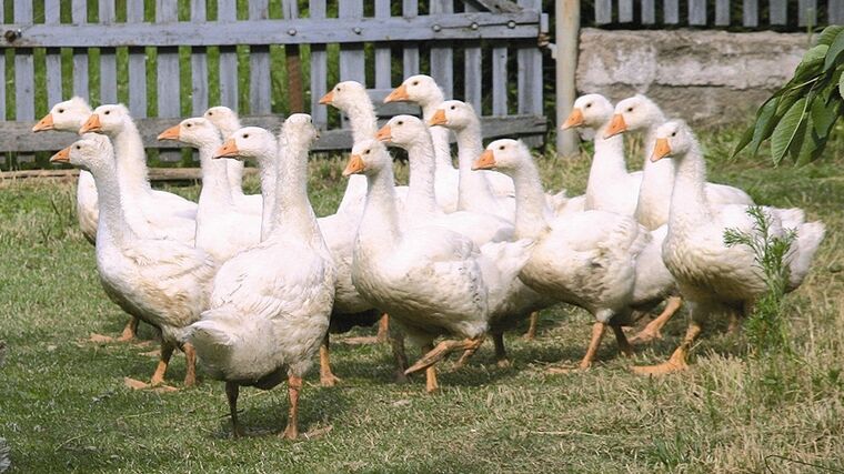 Veterináři představí v EK výjimečné očkování hus proti ptačí chřipce