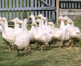 Otevření naučné stezky „NA NAŠEM DVOŘE“