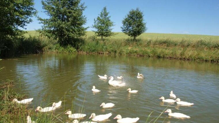 Kdo se bojí aviární influenzy?