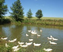 Kdo se bojí aviární influenzy?