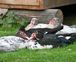 Ptačí chřipka se objevila v hospodářství v Pohořelicích, uhynulo 25 slepic 