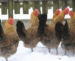 V malochovu slepic v obci na Frýdecko-Místecku se objevila ptačí chřipka