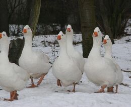 Evropa prochází nejničivější epidemií ptačí chřipky v historii, uvedl úřad EFSA