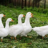 Ptačí chřipka se v Česku výrazně vyskytovala v letech 2007, 2017, 2020 či 2022