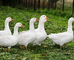 Husy cestují více než my, říká chovatel z Tovačova. Maso jde na talíře, brka do Vatikánu