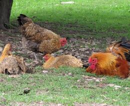 Letos se objevilo 19 ohnisek ptačí chřipky, výskyt na Tachovsku je dosud největší 