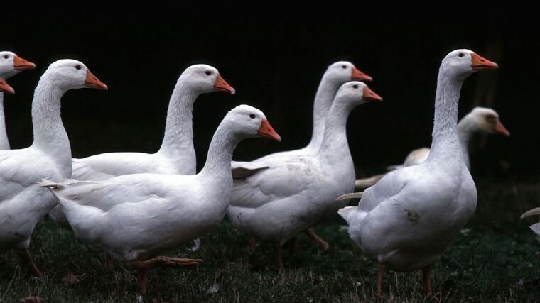 Ve Středočeském a v Jihočeském kraji přibyla o víkendu ohniska ptačí chřipky