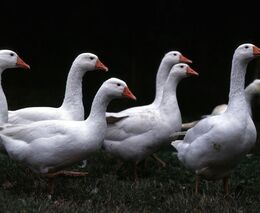 Ve Středočeském a v Jihočeském kraji přibyla o víkendu ohniska ptačí chřipky