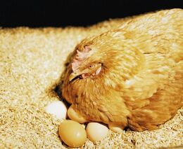 Výkupní ceny kuřat jsou nedůstojné, zlobí se chovatelé. Stále více jich končí 