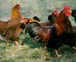 Hanba nám! Ve vztahu k jiným živým tvorům jsme neomluvitelně selhali