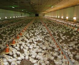 Jsou chovy drůbeže v ohrožení, nebo je tomu poněkud jinak? 