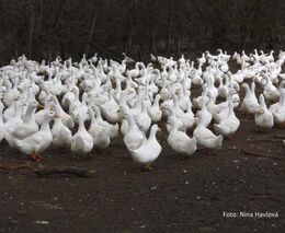 Veterináři: V dalších 3 ohniscích ptačí chřipky je 11.000 kachen