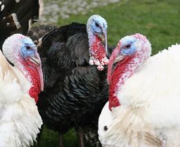 Maďarsko hlásí ohnisko ptačí chřipky na krůtí farmě na jihozápadě země 