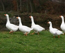 Porce svatomartinské husy za sedm stovek? Drůbežáři bojují s rostoucími náklady