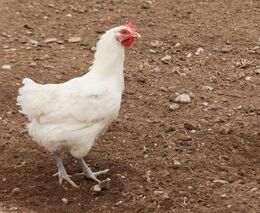 988 milionů na zálohách k ozdravení chovů prasat a drůbeže