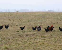 Zemědělská demonstrace za rovné podmínky kvůli koronaviru nebude