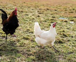 Ptačí chřipka přeskočila na krávy a šíří se mlékem. Co bude dál, nikdo neví