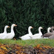 Čtvrté letošní ohnisko ptačí chřipky v komerčním chovu kachen je na Nymbursku