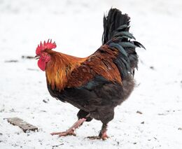 Farmářka v Německu dohnala sousedský spor o hlasitého kohouta až před soud