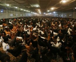 Ptačí chřipka je v Polsku ve velkochovu nosnic, SVS tomu přizpůsobí své kontroly