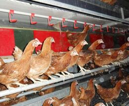 Podíl slepic chovaných v klecích klesá, nyní jich jsou zhruba tři čtvrtiny