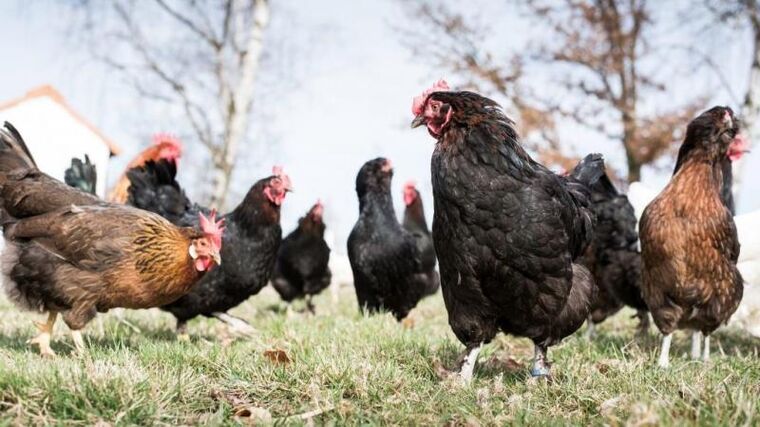 Ptačí chřipku potvrdili veterináři v malochovu v Benicích na jihovýchodě Prahy