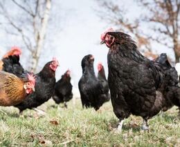 Ptačí chřipku potvrdili veterináři v malochovu v Benicích na jihovýchodě Prahy