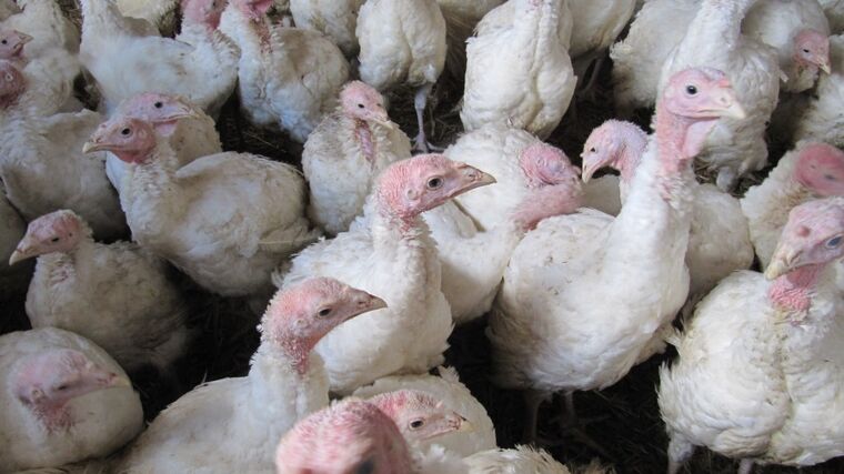 Rodinná farma Zelenka: Kvalitní krůtí maso skutečně od vidlí po vidličku