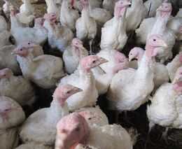 V Německu se šíří ptačí chřipka, vybity byly chovy s 200.000 kusů drůbeže 