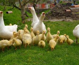 MZe usnadnilo život malým zemědělcům: zjednodušilo prodej drůbežího masa ze dvora