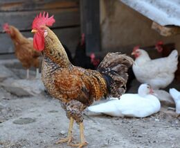 Jezdí na venkov, ale ruší je kohouti. Stížností přibylo