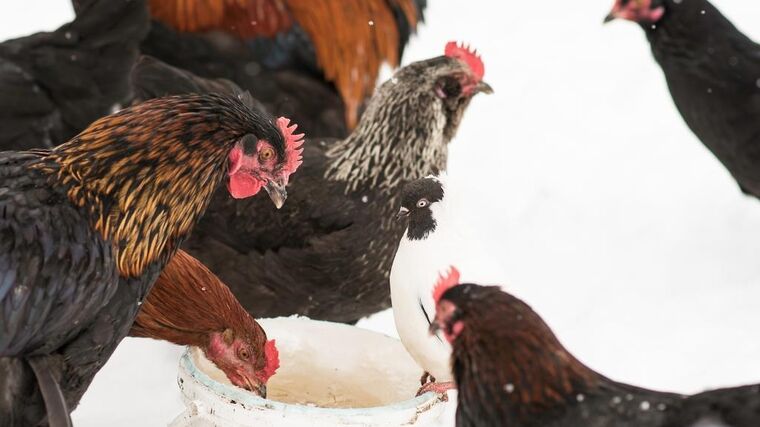 Osmé ohnisko ptačí chřipky je v malochovu v Plzeňském kraji