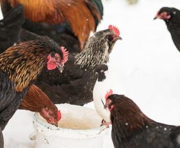 Osmé ohnisko ptačí chřipky je v malochovu v Plzeňském kraji