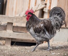 Chtějí žít na venkově, ale vadí jim kohouti i traktory, diví se místní