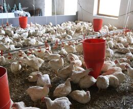 Farmáři budou moci zabít na dvoře víc kuřat