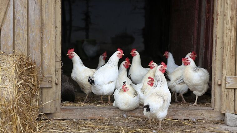 Veterináři s okamžitou platností přijímají opatření proti africkému moru prasat a ptačí chřipce