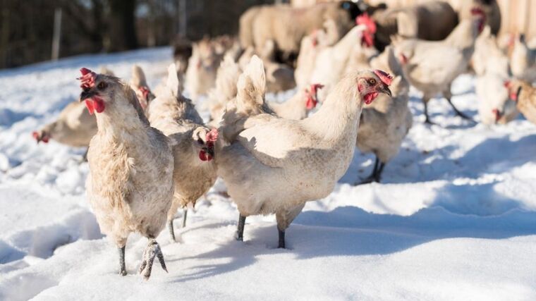 Veterináři vědí, co dělat s ptačí chřipkou. Jedině dodržování jejich doporučení ji umožní potlačit