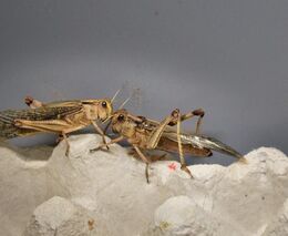 Hmyz je nejbezpečnější „maso“, které můžete sehnat