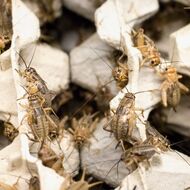 „Hmyzí válka“ se vede konspiracemi. Vůbec není o tom, co budete mít na talíři