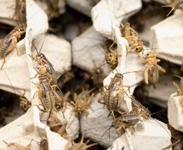 Spolek představuje v pražské zoo hmyz jako alternativu živočišné výroby 