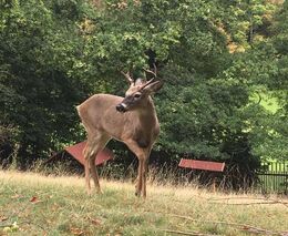 Novela zákona o myslivosti by mohla umožnit po část roku vstup do obor