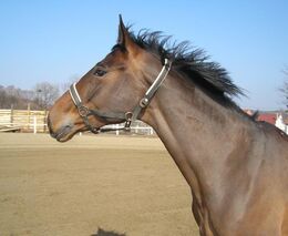 U koní se učíte celý život, přiznává Ester Rišková, která zachraňuje dostihové vysloužilce