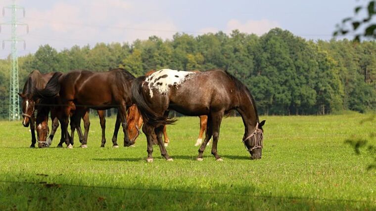 Vláda schválila zjednodušení chovu koní a podporu ekologicky pěstovaných batátů