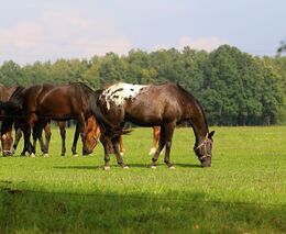 Vláda schválila zjednodušení chovu koní a podporu ekologicky pěstovaných batátů