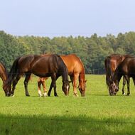 Vláda projedná snížení administrativy pro chovatele koní
