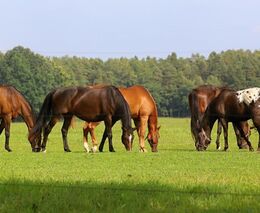 Když je herec farmářem