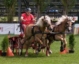 Jednodenní kurz pro dopravce přepravující zvířata