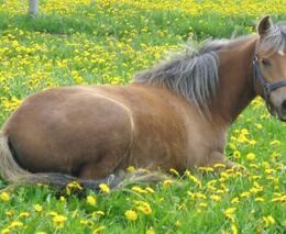 Farmář v Milínově chtěl únik od lidí, koní a krav. Z jeho útulny je žádaný glamping
