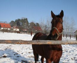 Kurz pro dopravce zvířat